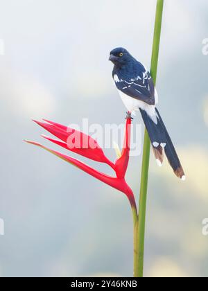 Magpie Tanager Cissopis leverianus Atlantic Forest, Brasilien BI042427 Stockfoto