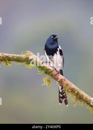 Magpie Tanager Cissopis leverianus Atlantic Forest, Brasilien BI042433 Stockfoto