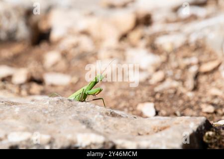 Eine grüne Gebetshütte auf einem sonnendurchfluteten Felsen in der Provence, Frankreich, mit lebhaften Farbkontrasten und Details, ideal für Natur- und Wildtierprojekte Stockfoto