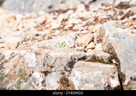 Eine grüne Gebetshütte auf einem sonnendurchfluteten Felsen in der Provence, Frankreich, mit lebhaften Farbkontrasten und Details, ideal für Natur- und Wildtierprojekte Stockfoto