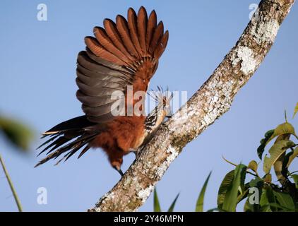 Hoatzin, Hoactzin, Hoazin huppé, Opisthocomus hoazin, Nationalpark Yasuní, Ecuador, Südamerika Stockfoto