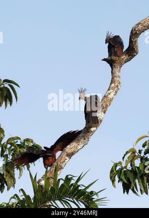 Hoatzin, Hoactzin, Hoazin huppé, Opisthocomus hoazin, Nationalpark Yasuní, Ecuador, Südamerika Stockfoto