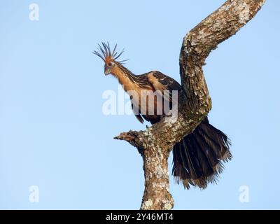 Hoatzin, Hoactzin, Hoazin huppé, Opisthocomus hoazin, Nationalpark Yasuní, Ecuador, Südamerika Stockfoto