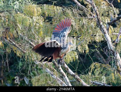 Hoatzin, Hoactzin, Hoazin huppé, Opisthocomus hoazin, Nationalpark Yasuní, Ecuador, Südamerika Stockfoto