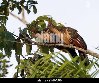 Hoatzin, Hoactzin, Hoazin huppé, Opisthocomus hoazin, Nationalpark Yasuní, Ecuador, Südamerika Stockfoto