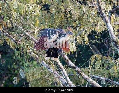 Hoatzin, Hoactzin, Hoazin huppé, Opisthocomus hoazin, Nationalpark Yasuní, Ecuador, Südamerika Stockfoto