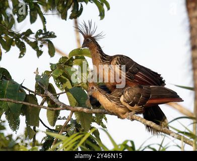 Hoatzin, Hoactzin, Hoazin huppé, Opisthocomus hoazin, Nationalpark Yasuní, Ecuador, Südamerika Stockfoto