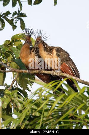 Hoatzin, Hoactzin, Hoazin huppé, Opisthocomus hoazin, Nationalpark Yasuní, Ecuador, Südamerika Stockfoto