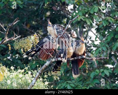 Hoatzin, Hoactzin, Hoazin huppé, Opisthocomus hoazin, Nationalpark Yasuní, Ecuador, Südamerika Stockfoto