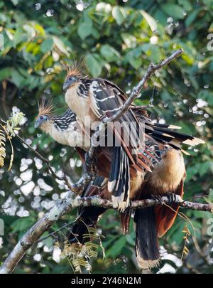 Hoatzin, Hoactzin, Hoazin huppé, Opisthocomus hoazin, Nationalpark Yasuní, Ecuador, Südamerika Stockfoto