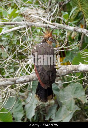 Hoatzin, Hoactzin, Hoazin huppé, Opisthocomus hoazin, Nationalpark Yasuní, Ecuador, Südamerika Stockfoto