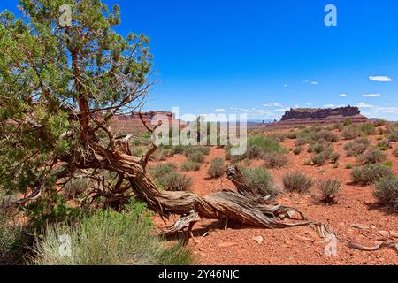 Der verdrehte wacholderbaum umrahmt das entfernte Schlachtschiff Rock butte im Tal der Götter von Utah Stockfoto