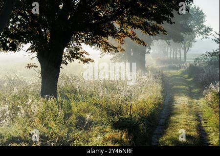 DEUTSCHLAND, Plau, Feldweg mit Bäumen im Morgennebel / DEUTSCHLAND, Plau, Feldweg mit Bäumen im Morgennebel Stockfoto