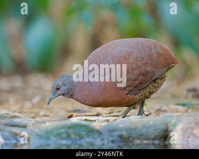 Brown Tinamou Crypturellus obsoletus Atlantic Forest, Brasilien BI042596 Stockfoto