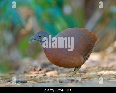 Brown Tinamou Crypturellus obsoletus Atlantic Forest, Brasilien BI042605 Stockfoto