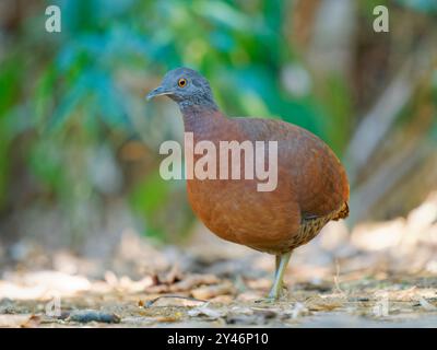 Brown Tinamou Crypturellus obsoletus Atlantic Forest, Brasilien BI042607 Stockfoto