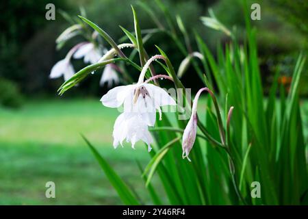 Weiße Abessinier Gladioli (acidanthera) blüht draußen im Garten September 2024 Carmarthenshire Wales Großbritannien Großbritannien KATHY DEWITT Stockfoto