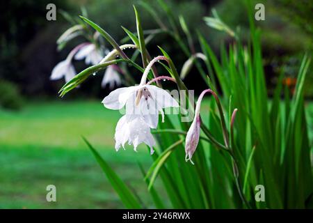 Weiße Abessinier Gladioli (acidanthera) blüht draußen im Garten September 2024 Carmarthenshire Wales Großbritannien Großbritannien KATHY DEWITT Stockfoto