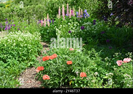 Gemischte Frühlingspflanzung von orientalischem Mohn, Lupinen, allium, Iris und Astrentien im britischen Garten Mai Stockfoto