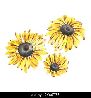 Gelbe Herbstgartenblumen Rudbeckia mit schwarzem Zentrum in drei verschiedenen Größen. Aquarell handgezeichnete Illustration zum Thema Herbst und Ernte Stockfoto