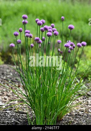 Ein Klumpen violetter sommerblühender Schnittlauch ( Allium schoenoprasum), Marjoram und Santalina im britischen Garten Mai Stockfoto