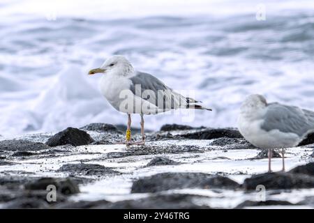 Kaspische Möwe (Larus cachinnans) mit gelbem Band / Farbring am Bein, der im Spätsommer an der Küste entlang der Nordseeküste liegt Stockfoto