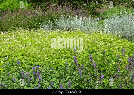 Frisches Laub und Blumen in einem gemischten Kräuterbeet, einschließlich Galium odoratum, süßer Holzdruff, Salbei und nepeta, die im britischen Garten im Mai angebaut werden Stockfoto