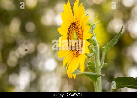 Bela Vista de Goias, Goias, Brasilien – 10. Mai 2023: Detail einer wunderschönen Sonnenblumenplantage mit Schwerpunkt im Vordergrund. Stockfoto