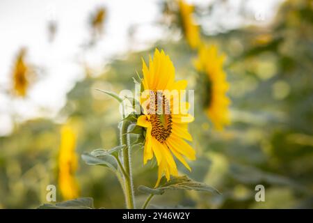 Bela Vista de Goias, Goias, Brasilien – 10. Mai 2023: Detail einer wunderschönen Sonnenblumenplantage mit Schwerpunkt im Vordergrund. Stockfoto