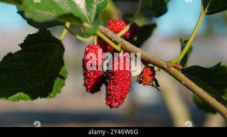 Nahaufnahme von Reifen roten Maulbeeren, die an einem Zweig im Garten hängen, Stockfoto