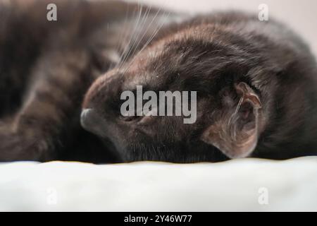 Eine schwarze Katze schläft auf einer weißen Oberfläche. Die Katze ist eingerollt und hat die Augen geschlossen Stockfoto