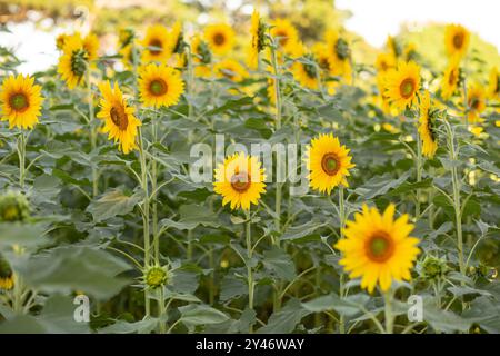 Bela Vista de Goias, Goias, Brasilien – 10. Mai 2023: Detail einer wunderschönen Sonnenblumenplantage mit Schwerpunkt im Vordergrund. Stockfoto