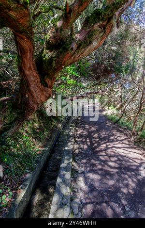 Wanderweg entlang der historischen Levadas auf der Levada das 25 Fontes Wanderung auf Madeira, Portugal. Stockfoto