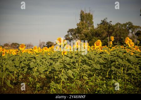 Bela Vista de Goias, Goias, Brasilien – 10. Mai 2023: Beschreibung einer Sonnenblumenplantage auf einem Bauernhof. Stockfoto