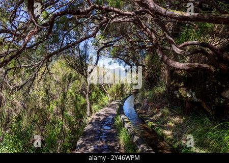 Wanderweg entlang der historischen Levadas auf der Levada das 25 Fontes Wanderung auf Madeira, Portugal. Stockfoto