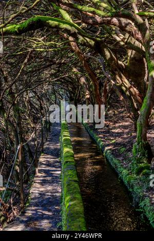 Wanderweg entlang der historischen Levadas auf der Levada das 25 Fontes Wanderung auf Madeira, Portugal. Stockfoto