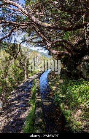 Wanderweg entlang der historischen Levadas auf der Levada das 25 Fontes Wanderung auf Madeira, Portugal. Stockfoto