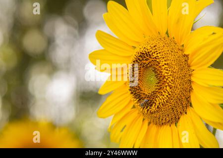 Bela Vista de Goias, Goias, Brasilien – 10. Mai 2023: Nahaufnahme einer Sonnenblume mit einer Biene in der Mitte. Unscharfer Hintergrund. Stockfoto