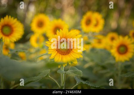 Bela Vista de Goias, Goias, Brasilien – 10. Mai 2023: Detail einer wunderschönen Sonnenblumenplantage mit Schwerpunkt im Vordergrund. Stockfoto