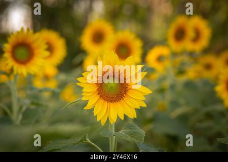 Bela Vista de Goias, Goias, Brasilien – 10. Mai 2023: Detail einer wunderschönen Sonnenblumenplantage mit Schwerpunkt im Vordergrund. Stockfoto