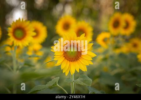 Bela Vista de Goias, Goias, Brasilien – 10. Mai 2023: Detail einer wunderschönen Sonnenblumenplantage mit Schwerpunkt im Vordergrund. Stockfoto