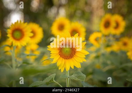 Bela Vista de Goias, Goias, Brasilien – 10. Mai 2023: Detail einer wunderschönen Sonnenblumenplantage mit Schwerpunkt im Vordergrund. Stockfoto