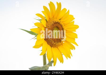 Bela Vista de Goias, Goias, Brasilien – 10. Mai 2023: Nahaufnahme einer Sonnenblume mit weißem Hintergrund. Stockfoto