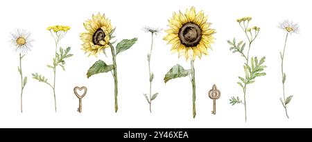 Set aus gewöhnlichem tansy, Sonnenblumen und Kamille. Set von gelben und weißen Feldblumen. Clipart Blumen und Schlüssel. Handgezeichnete Aquarellillustration Stockfoto