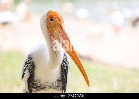 Gemalter Storch mit schwerem gelbem Schnabel in Thailand Stockfoto