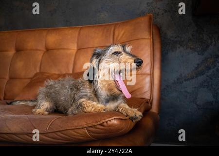 Ein dackelhaariger Hund sitzt in einem Ledersessel mit entspannter Haltung. Er gähnt mit weit geöffnetem Mund, und seine Zunge hängt aus Stockfoto