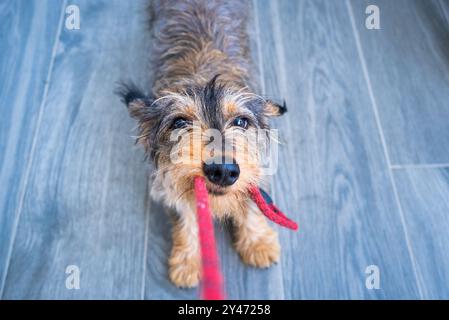 Ein kleiner, junger Dackelhund beißt und zieht in freundlicher und zärtlicher Haltung fest an der Leine seines Besitzers. Draufsicht zentriert und symmetrisch po Stockfoto