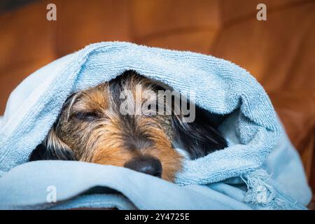 Nahaufnahme eines wunderschönen reinrassigen dackelhaltigen Hundes, der sein Gesicht in ein weiches blaues Handtuch mit geschlossenen Augen ausschüttelt. Er wird beleuchtet von Stockfoto