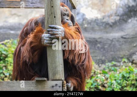 Big Brown Orangutan männlich mit dem Baum in Thailand Stockfoto