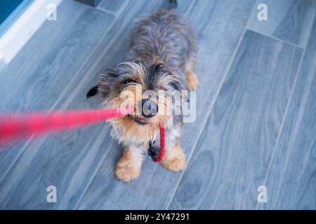 Ein kleiner, junger Dackelhund spielt mit seinem Besitzer, der in freundlicher und zärtlicher Haltung an der Leine seines Besitzers beißt und zieht. Draufsicht für Stockfoto